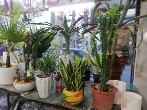 عکس باغ کاکتوس