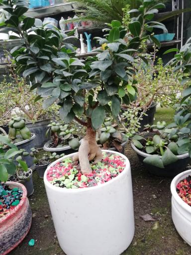 عکس باغ کاکتوس