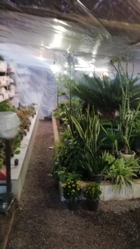 عکس باغ کاکتوس