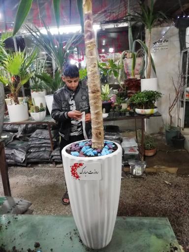 عکس باغ کاکتوس