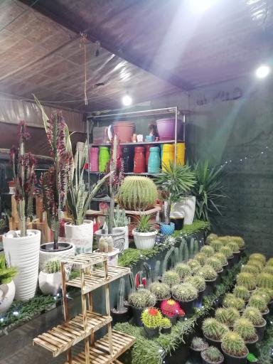 عکس باغ کاکتوس