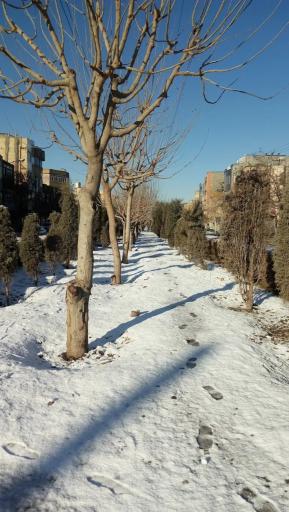 عکس بوستان راش