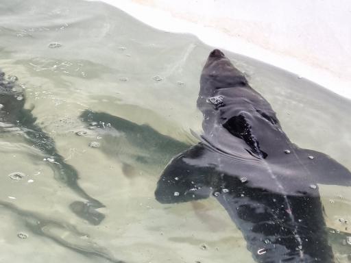 عکس بازار الگویی ماهی فروشان رشت