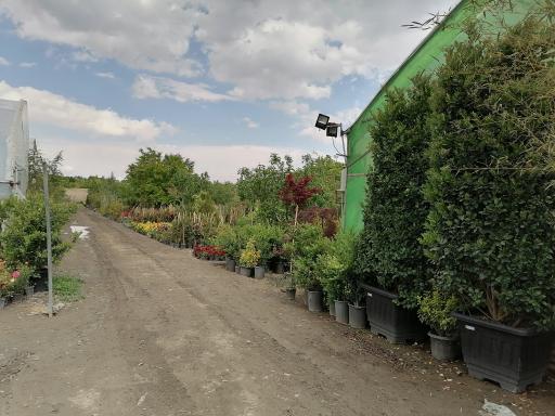 عکس گلخانه مهندس توکلی