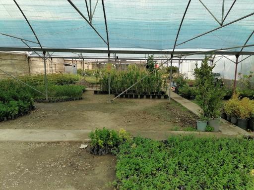 گلخانه مهندس توکلی