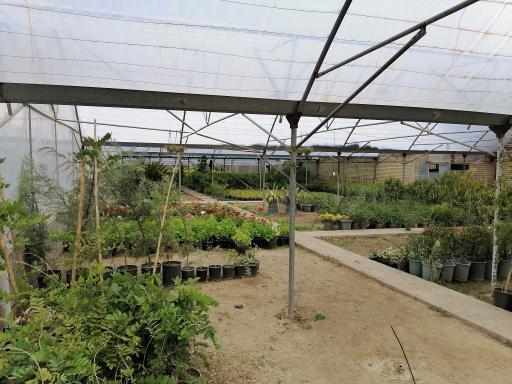 عکس گلخانه مهندس توکلی