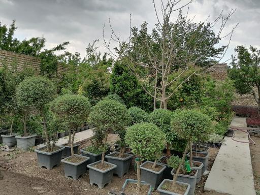 گلخانه مهندس توکلی