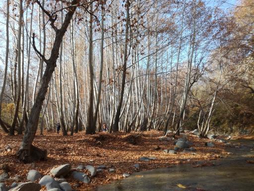 عکس باغ خانوادگی دو آسیاب