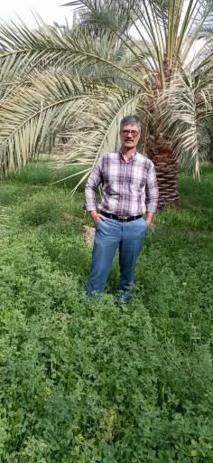 عکس نخلستان چاه پپو