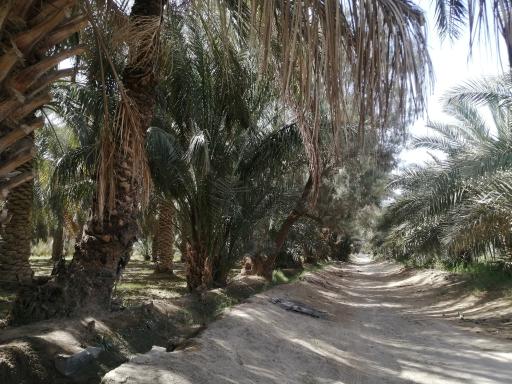 عکس نخلستان چاه پپو