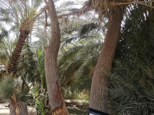 عکس نخلستان چاه پپو