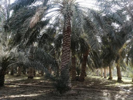 عکس نخلستان چاه پپو