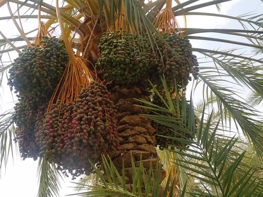 عکس نخلستان چاه پپو