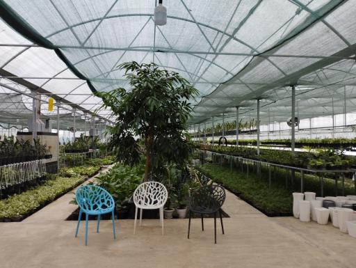 عکس مجتمع گل و گیاه نسترن(بابل)