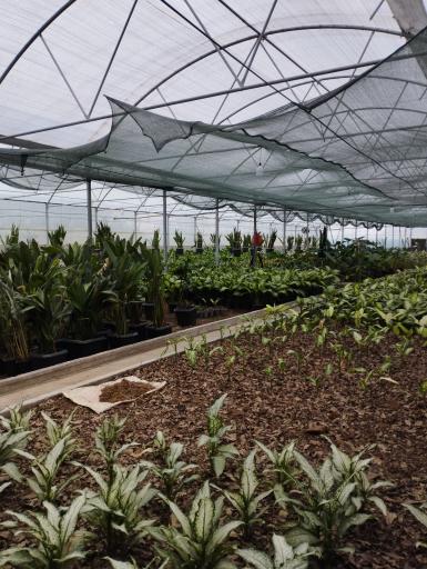 عکس مجتمع گل و گیاه نسترن(بابل)