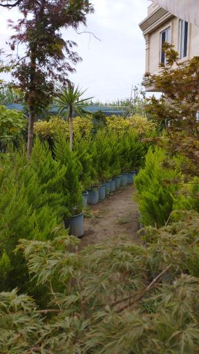 عکس مجتمع گل و گیاه نسترن(بابل)