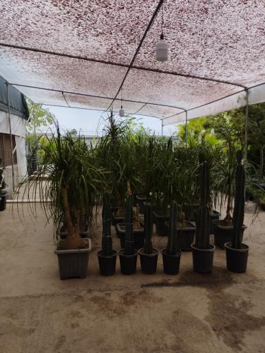 عکس مجتمع گل و گیاه نسترن(بابل)