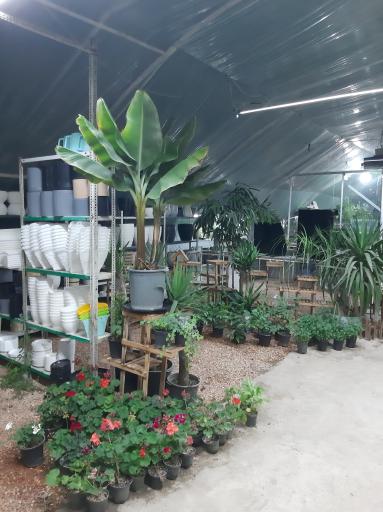 عکس گل پاسیو