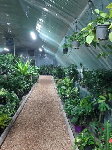 عکس گل پاسیو