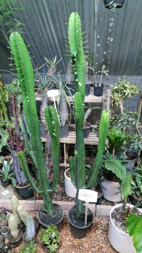 عکس گل پاسیو