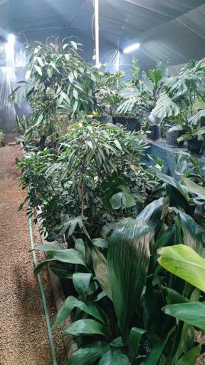 عکس گل پاسیو