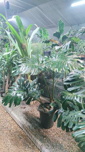 عکس گل پاسیو