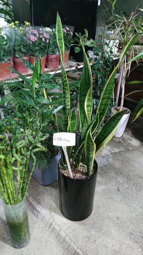 عکس گل پاسیو