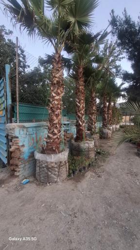 عکس نهالستان رویان