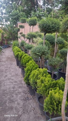 عکس نهالستان رویان