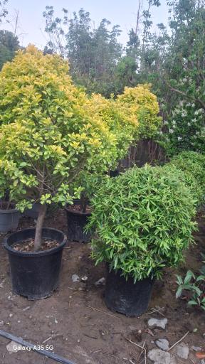 عکس نهالستان رویان