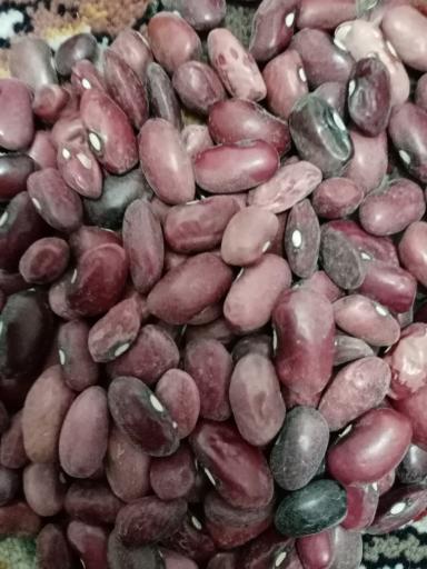 عکس حبوبات pmp