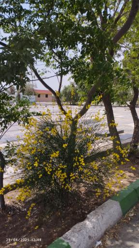 عکس آرامستان بقیع قم