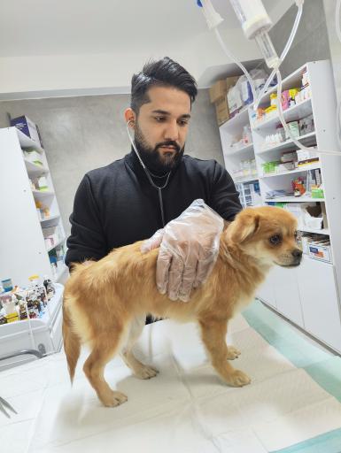 دامپزشکی دکتر سلطانی