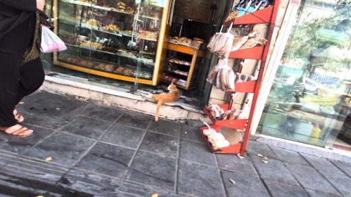 عکس نان فانتزی آرش