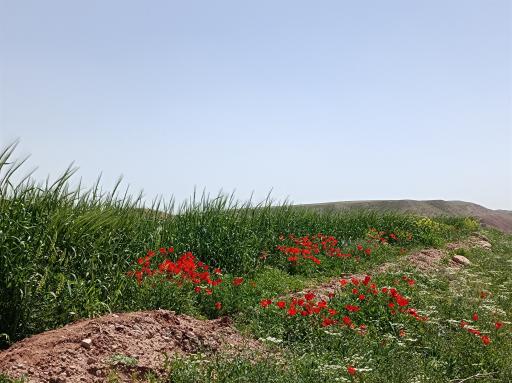 عکس دهسرخ