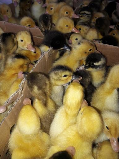 عکس فروشگاه جوجه سان