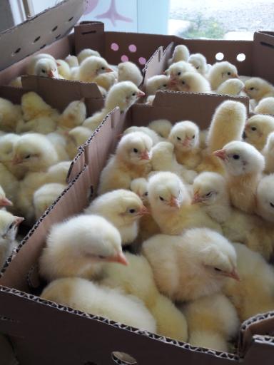 عکس فروشگاه جوجه سان