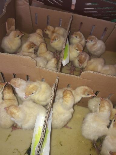 عکس فروشگاه جوجه سان