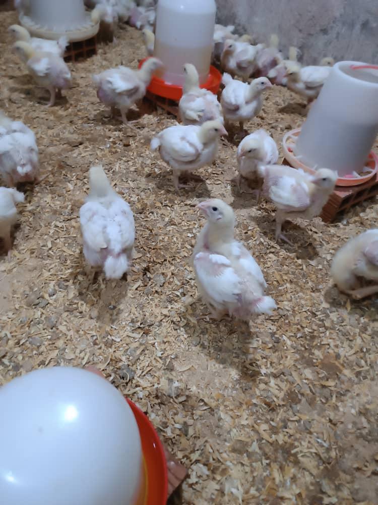 عکس فروشگاه جوجه سان