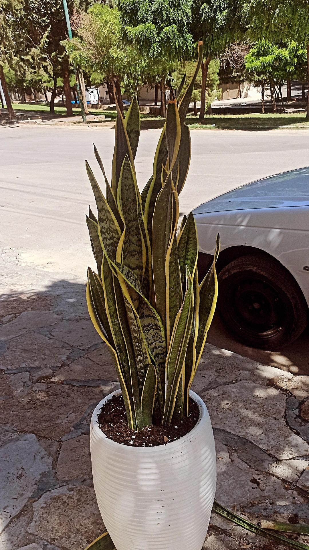 عکس گلخانه پیروزه 