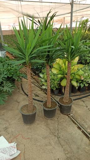 عکس گلخانه پیروزه 