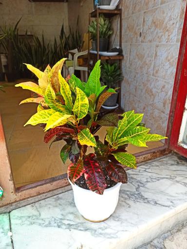 عکس گلخانه پیروزه 