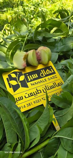 عکس نهالستان طبیعت سبز