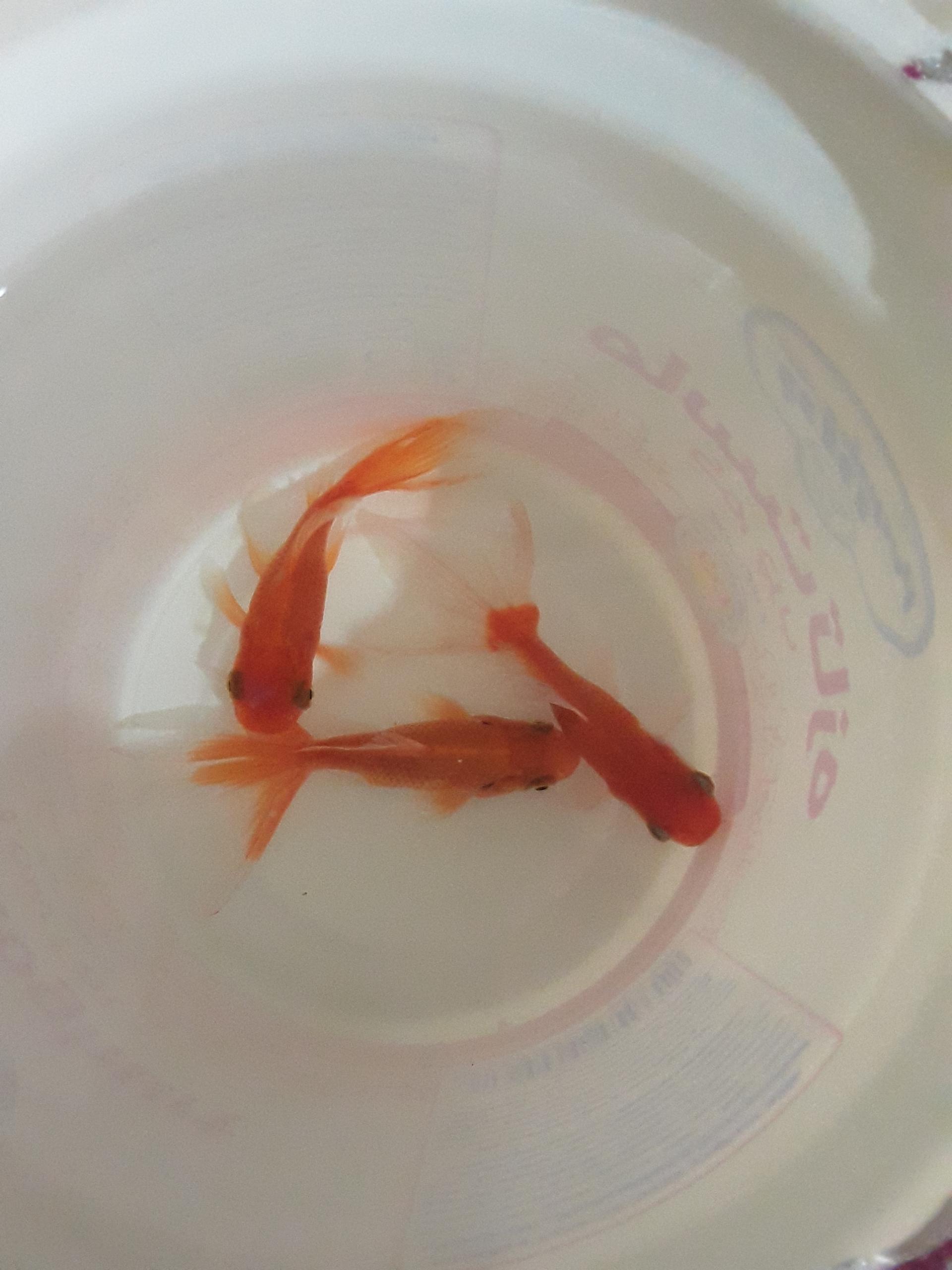 عکس آکواریوم