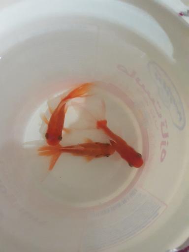 عکس آکواریوم