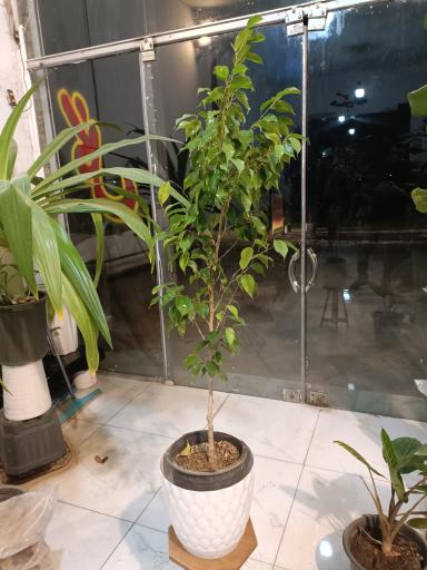 عکس گلخانه برند