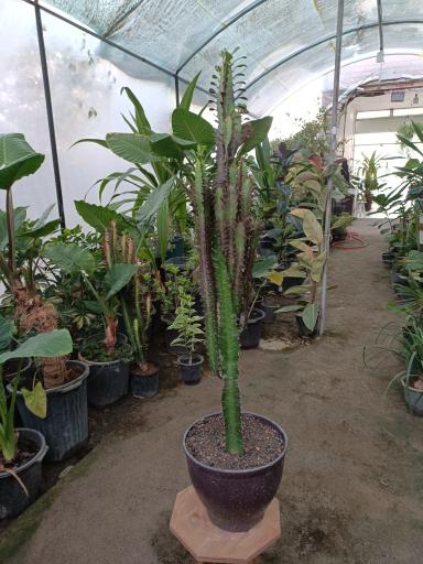 عکس گلخانه برند