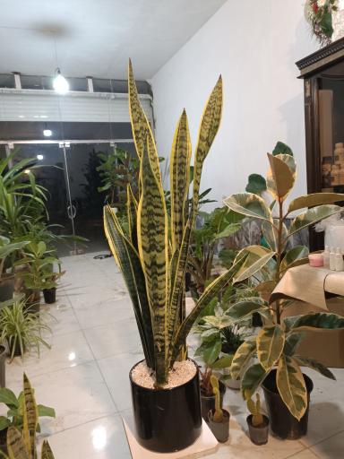 عکس گلخانه برند