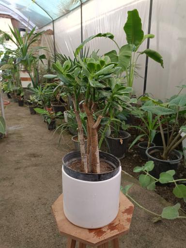 عکس گلخانه برند