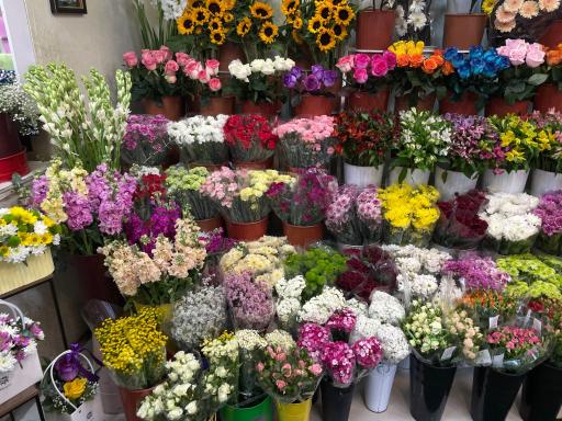 عکس گلکده آنالیا